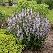 Attēlu rezultāti vaicājumam “Salvia nemorosa fruit”