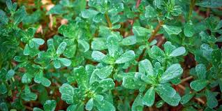 Attēlu rezultāti vaicājumam “Portulaca oleracea leaf”