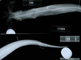 Image result for Sphyrna corona