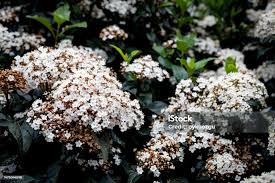 Attēlu rezultāti vaicājumam “Adoxaceae”