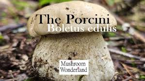 Attēlu rezultāti vaicājumam “Boletus edulis”