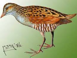 Attēlu rezultāti vaicājumam “Crex crex eggs”