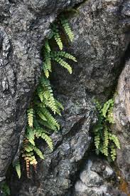 Attēlu rezultāti vaicājumam “Asplenium trichomanes”