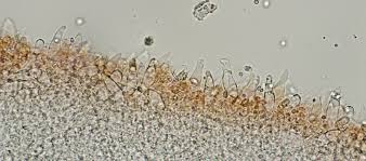 Attēlu rezultāti vaicājumam “Mycena abramsii”