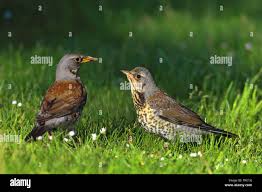 Attēlu rezultāti vaicājumam “Turdus pilaris adult”