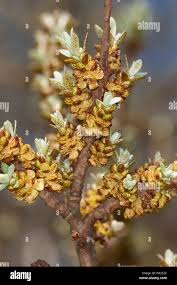 Attēlu rezultāti vaicājumam “Hippophae rhamnoides female flower”