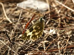 Attēlu rezultāti vaicājumam “Pontia edusa upperside”