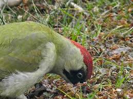 Attēlu rezultāti vaicājumam “Picus viridis nest”