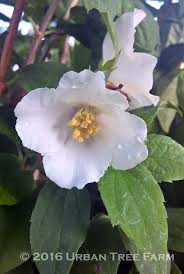 Attēlu rezultāti vaicājumam “Philadelphus lemoinei”