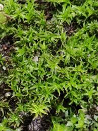 Attēlu rezultāti vaicājumam “Barbula convoluta”