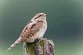 Attēlu rezultāti vaicājumam “Jynx torquilla adult”