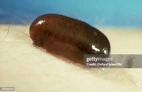 Attēlu rezultāti vaicājumam “Hirudinea”