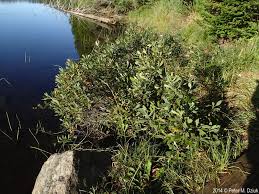 Attēlu rezultāti vaicājumam “Myrica gale male flower”