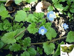 Attēlu rezultāti vaicājumam “Veronica persica fruit”
