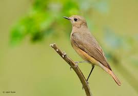 Attēlu rezultāti vaicājumam “Phoenicurus phoenicurus female”