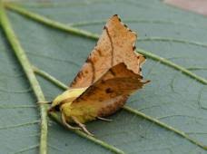 Attēlu rezultāti vaicājumam “Ennomos erosaria”