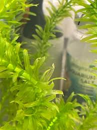 「金魚藻」的圖片搜尋結果