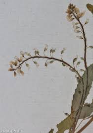 Attēlu rezultāti vaicājumam “Melilotus wolgicus”