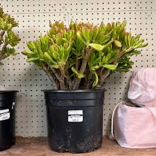Image result for Crassula hobbit