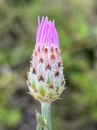 Attēlu rezultāti vaicājumam “Centaurea stoebe fruit”
