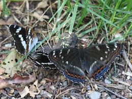 Attēlu rezultāti vaicājumam “Limenitis populi upperside”
