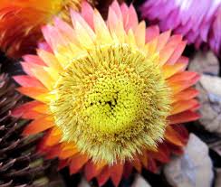 Image result for Helichrysum lindleyii