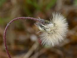 Attēlu rezultāti vaicājumam “Pilosella officinarum bud”