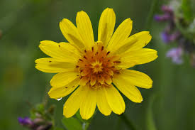 Attēlu rezultāti vaicājumam “Tragopogon pratensis subsp. pratensis”