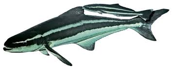 Image result for Rachycentron canadum