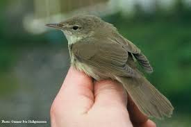 Image result for Acrocephalus aedon