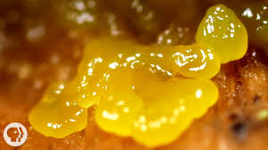 Attēlu rezultāti vaicājumam “Physarum confertum macro”