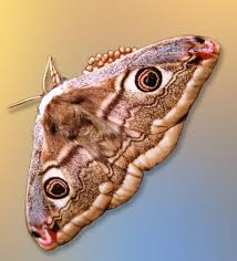 Attēlu rezultāti vaicājumam “Saturnia pavonia”