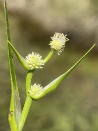 Attēlu rezultāti vaicājumam “Sparganium minimum leaf”