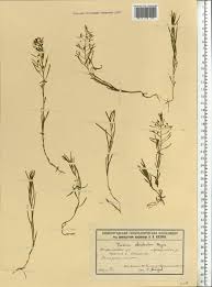 Attēlu rezultāti vaicājumam “Thesium ebracteatum”