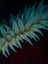 Attēlu rezultāti vaicājumam “Urocystis anemones”