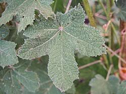 Image result for Alcea rugosa