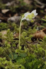 Attēlu rezultāti vaicājumam “Moneses uniflora flower”