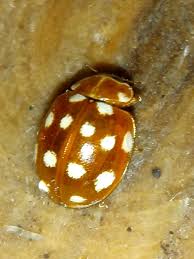 Attēlu rezultāti vaicājumam “Calvia quatuordecimguttata”