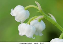 Attēlu rezultāti vaicājumam “Convallaria majalis bud”