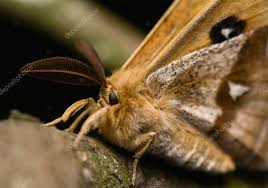 Attēlu rezultāti vaicājumam “Aglia tau”