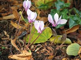 Attēlu rezultāti vaicājumam “xComagaria rosea  flower”