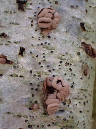 Attēlu rezultāti vaicājumam “Encoelia furfuracea”