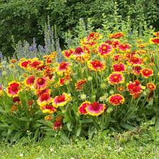 Image result for Gaillardia `Kobold`