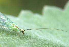 Attēlu rezultāti vaicājumam “Chrysopa”