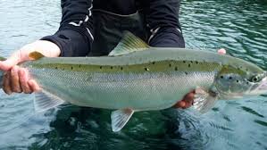 Image result for Salmo salar