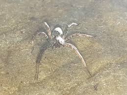 Attēlu rezultāti vaicājumam “Pisauridae”