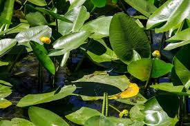 Attēlu rezultāti vaicājumam “Nuphar lutea leaf”
