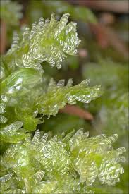 Attēlu rezultāti vaicājumam “Neckera crispa”