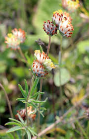 Attēlu rezultāti vaicājumam “Anthyllis vulneraria leaf”