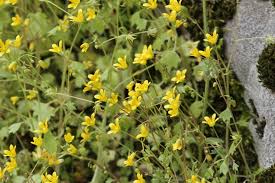 Attēlu rezultāti vaicājumam “Saxifraga cymbalaria flower”